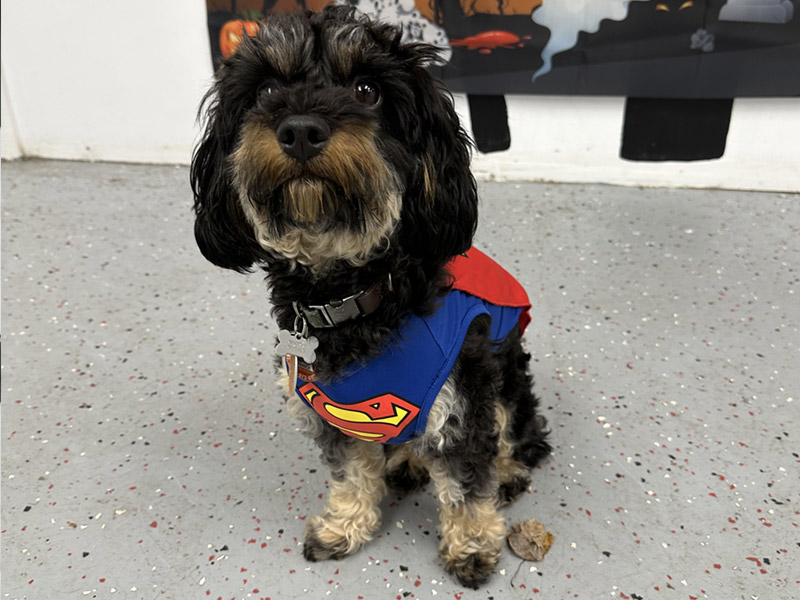 ri-dog-daycare-02 ri-dog-daycare-02