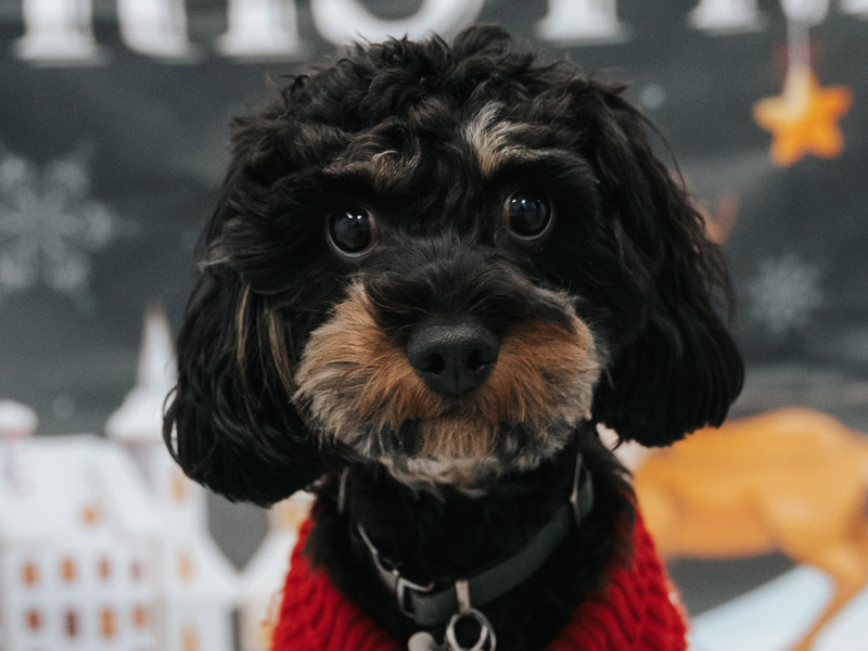 ri-dog-daycare-07 ri-dog-daycare-07