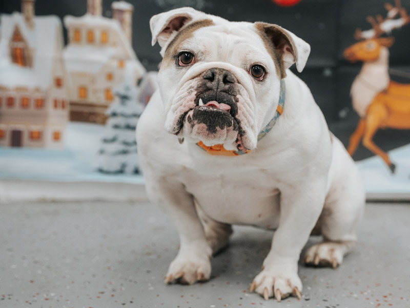 ri-dog-daycare-09 ri-dog-daycare-09