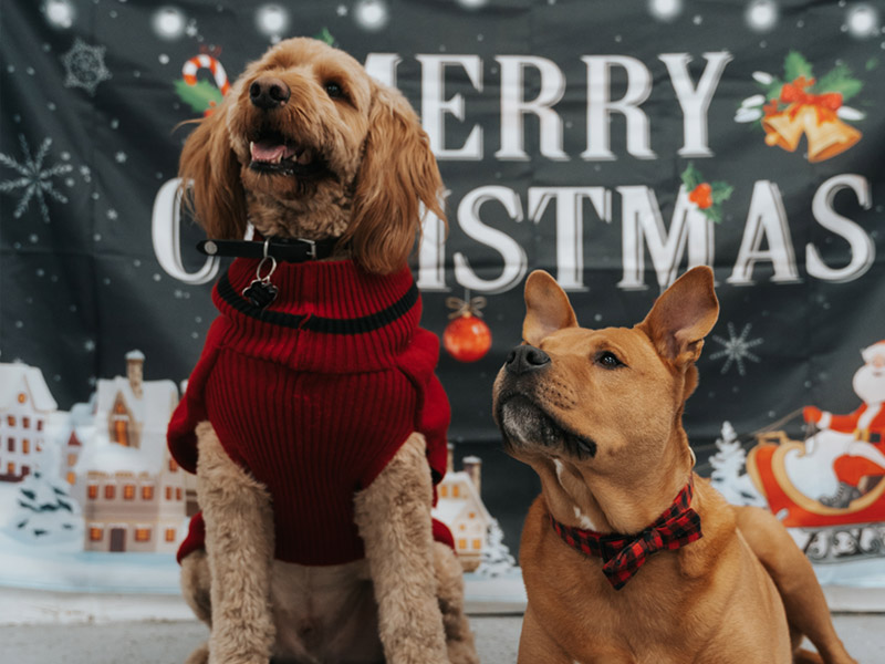 ri-dog-daycare-11 ri-dog-daycare-11